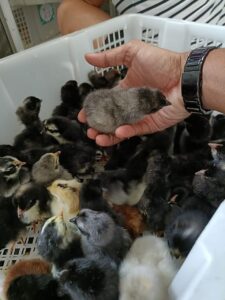 Ayam kuntara 4 - jual doc ayam kuntara 4-min