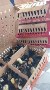 Ayam kuntara 4 - pengiriman doc ayam kuntara 4-min