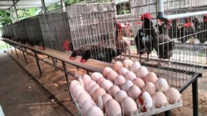 Ayam kuntara 4 - telur ayam kuntara 4-min
