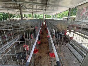 Ayam kuntara 4 - ternak ayam kuntara 4-min